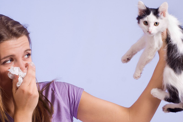Evcil Hayvan (Kedi – Köpek) Alerjisi