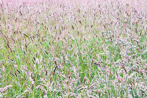 Çayır Otu Alerjisi