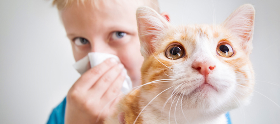 Kedi Alerjisi