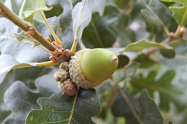 Meşe Ağacı Alerjisi