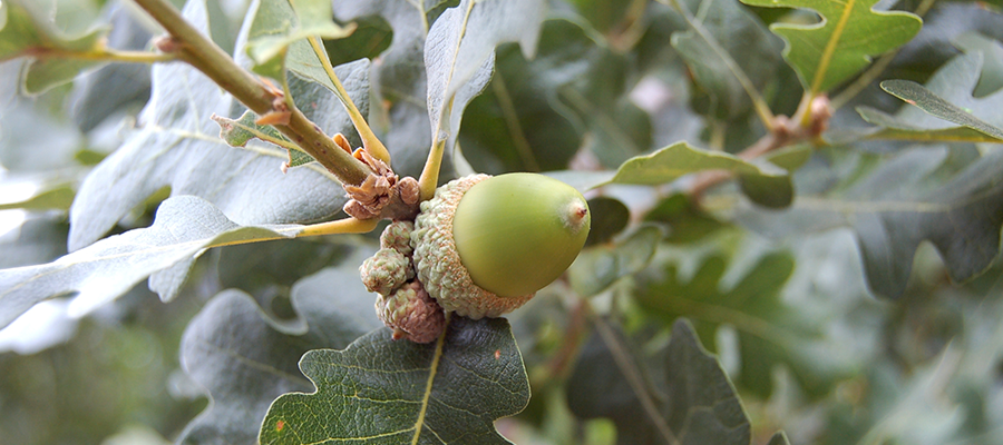 Meşe Ağacı Alerjisi