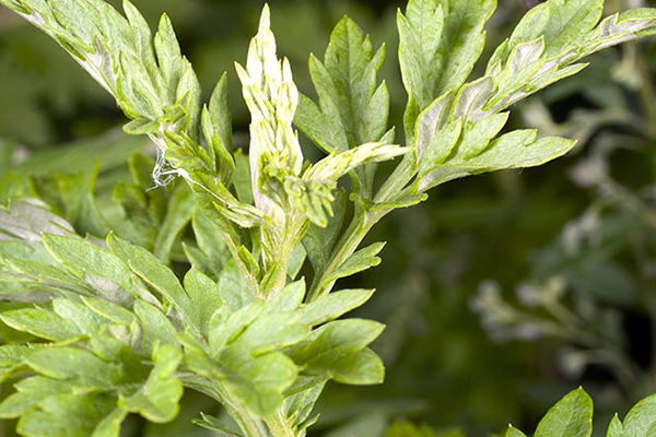 Misk Otu (Pelin Otu) Alerjisi