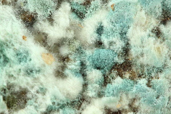 Küf Mantarı Alerjisi