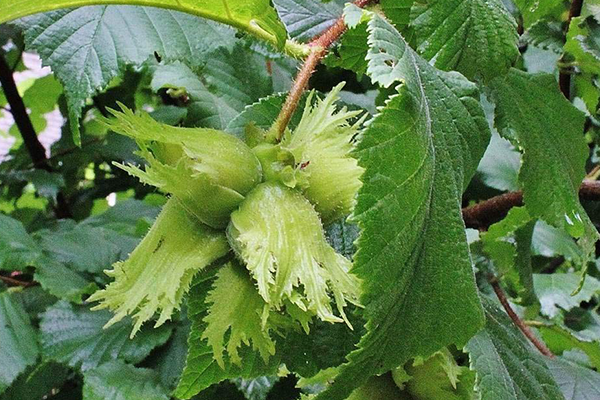 Fındık Ağacı Alerjisi