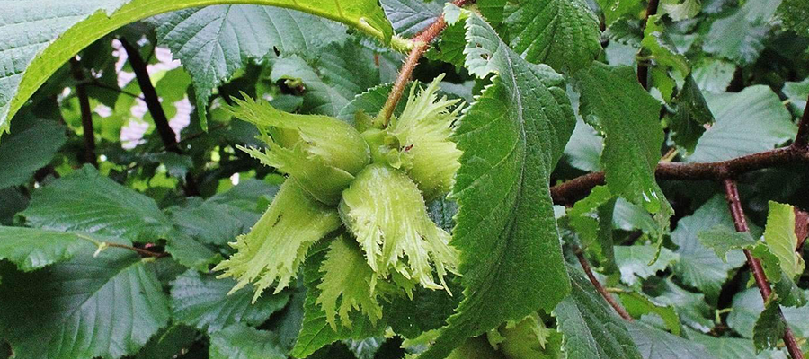 Fındık Ağacı Alerjisi