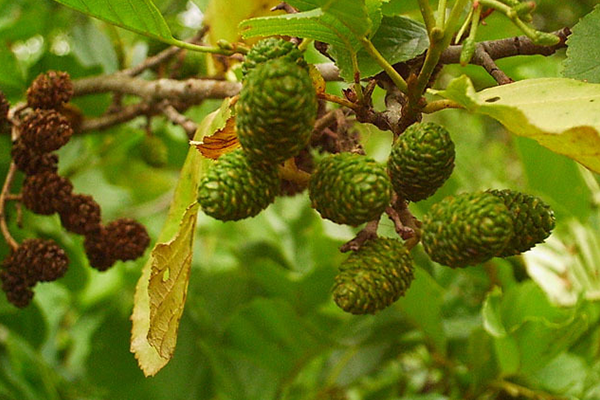 Kızılağaç Alerjisi