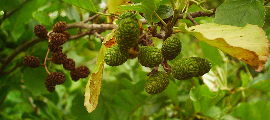 Kızılağaç Alerjisi