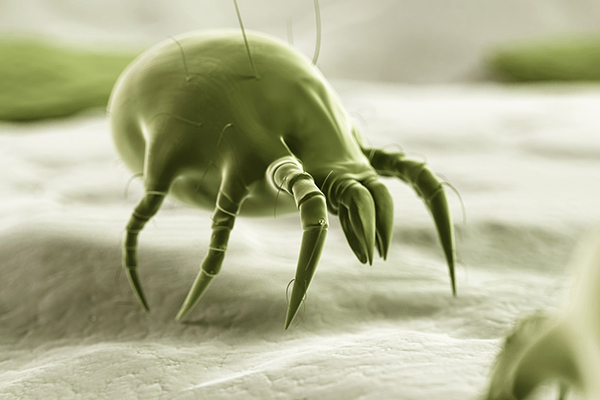 Ev Tozu Akarı Alerjisi