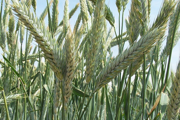 Çavdar Otu Alerjisi