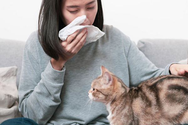 Evcil Hayvan (Kobay) Alerjisi