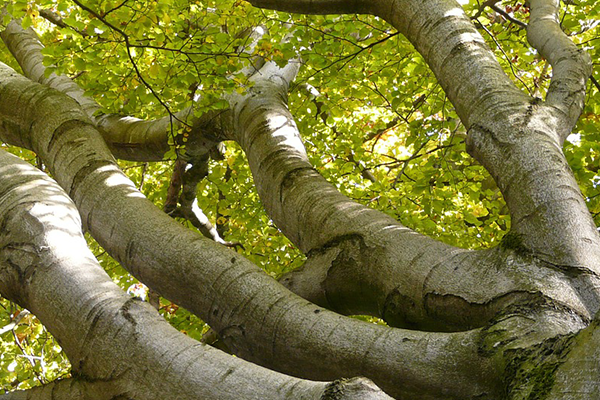 Kayın Ağacı Alerjisi