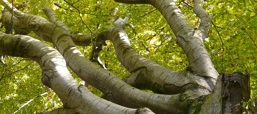 Kayın Ağacı Alerjisi